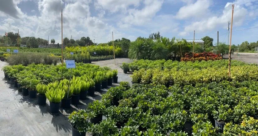 Expert garden landscaping in Southwest Ranches, FL - Scc Nursery and Garden
