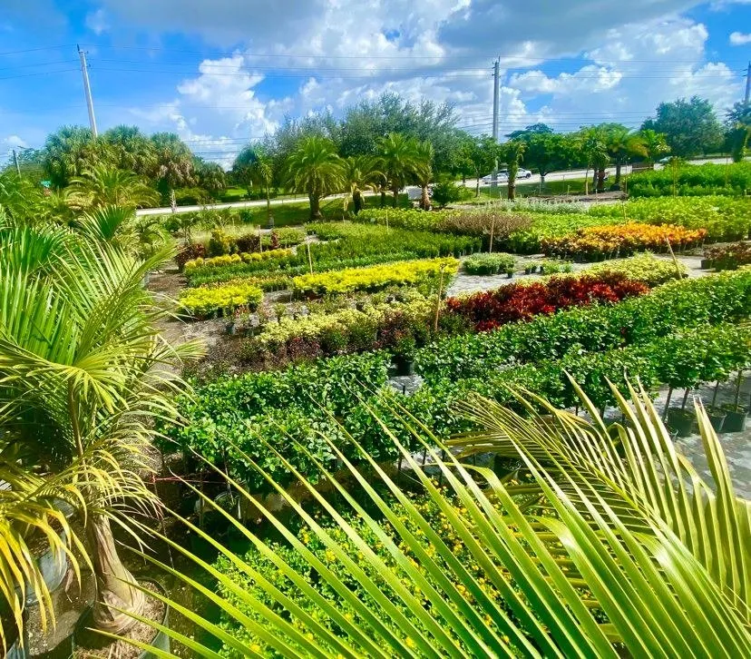 Professional yard cleanup service in Southwest Ranches, FL by Scc Nursery and Garden