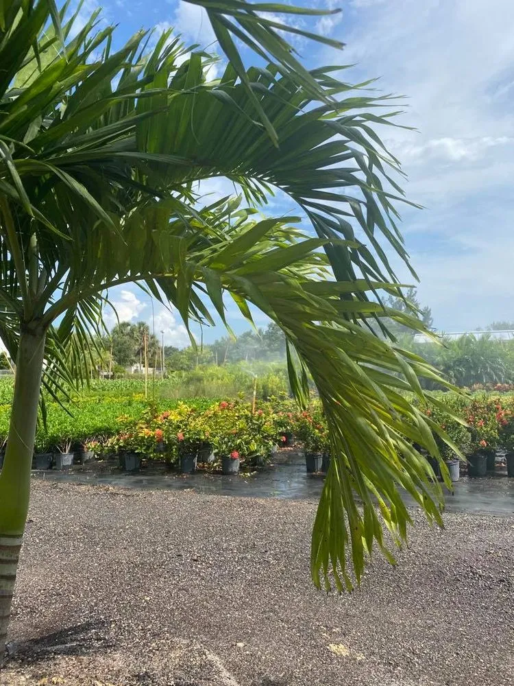 Local outdoor landscaping experts serving Southwest Ranches, FL - Scc Nursery and Garden