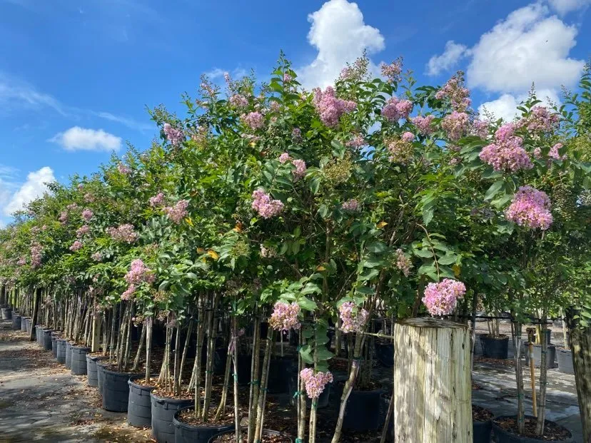 Trusted landscape design for year-round maintenance in Southwest Ranches, FL by Scc Nursery and Garden