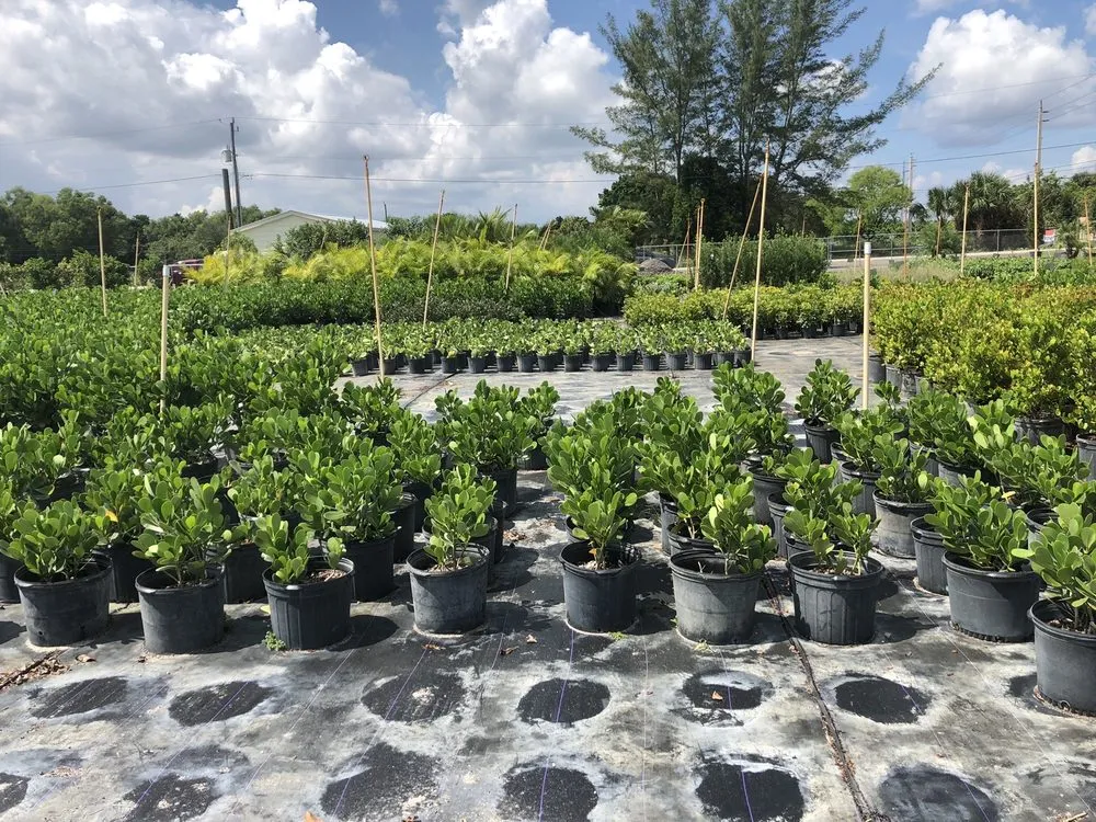 Top-rated yard cleanup service in Southwest Ranches, FL - Scc Nursery and Garden