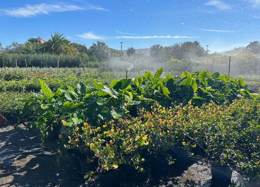 Reliable landscape installation with custom design across Southwest Ranches, FL - Scc Nursery and Garden