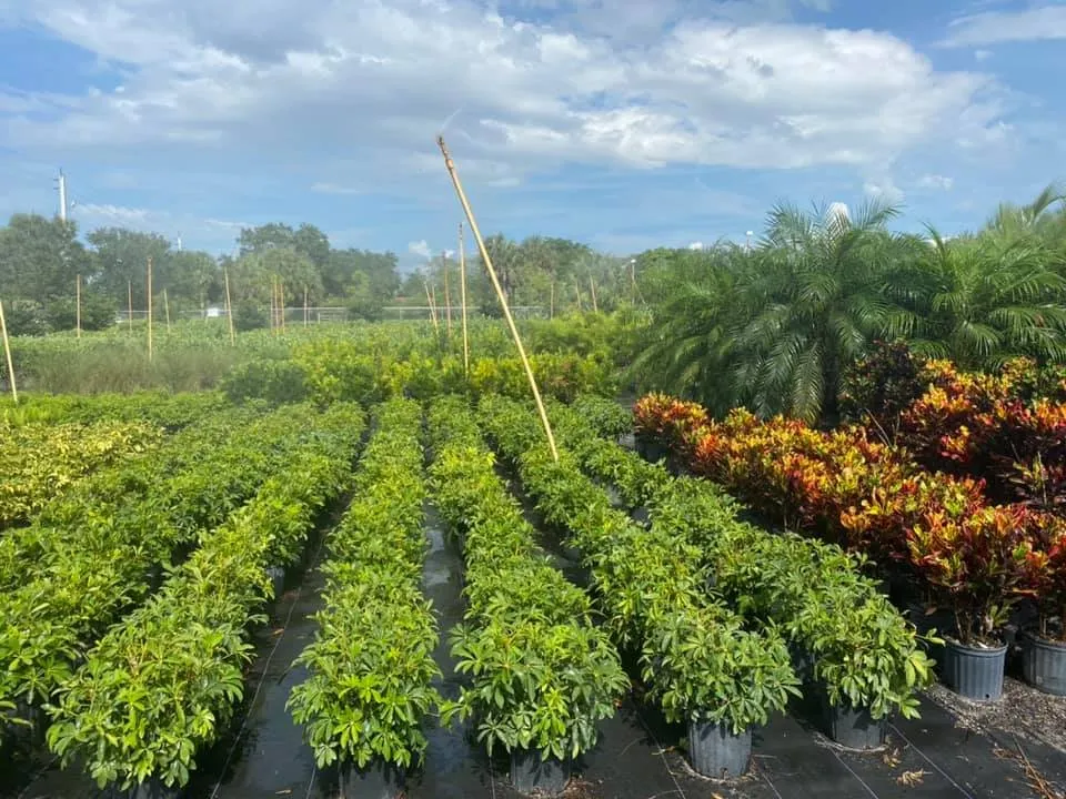 Custom landscaping services experts serving Southwest Ranches, FL - Scc Nursery and Garden