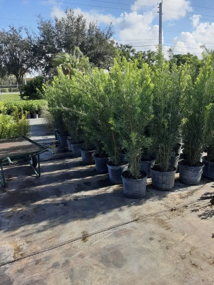 Custom landscape installation experts serving Southwest Ranches, FL - Scc Nursery and Garden