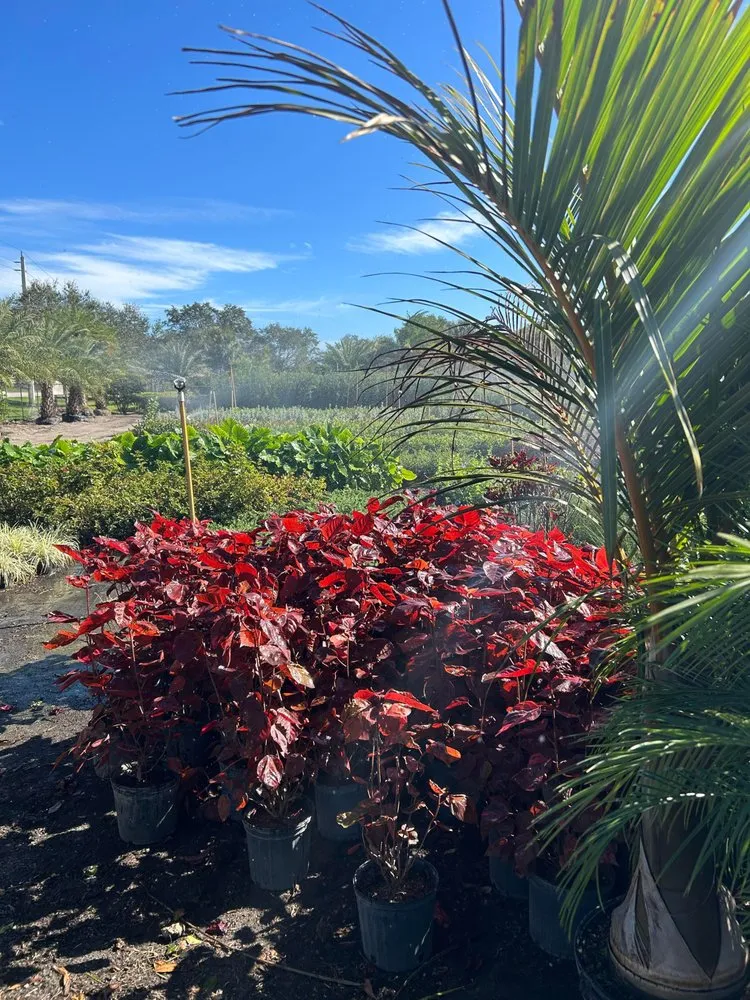 Top-rated lawn mowing service in Southwest Ranches, FL by Scc Nursery and Garden