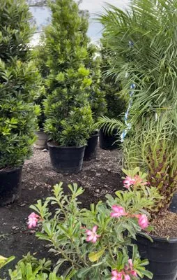 Scc Nursery and Garden Logo