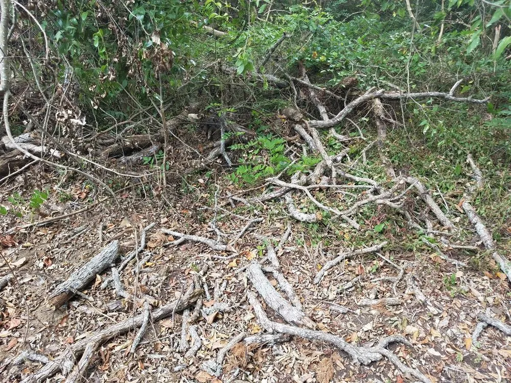 Reliable lawn mowing service experts serving Alto, TX - SCE Landscaping/Tree Service