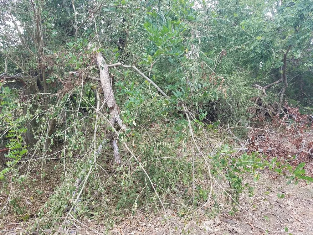 Expert yard cleanup service with custom design across Alto, TX - SCE Landscaping/Tree Service