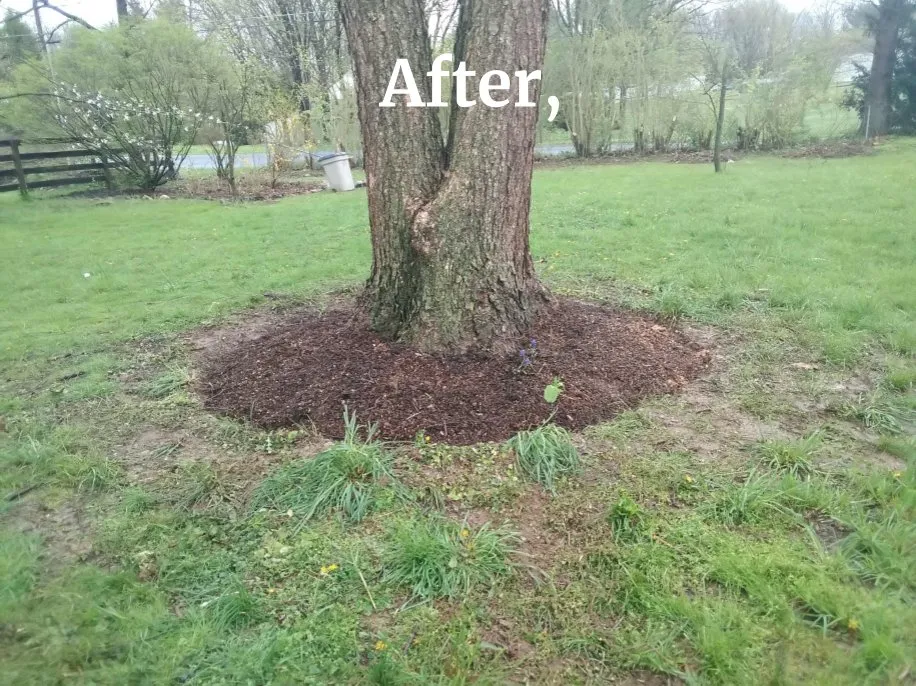 Local landscaping services in Cochranville, PA - Scenery Lawns