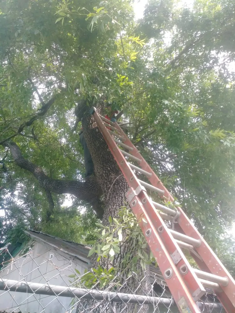 Local lawn mowing service for year-round maintenance in San Antonio, TX by Scenic Elegance Landscaping