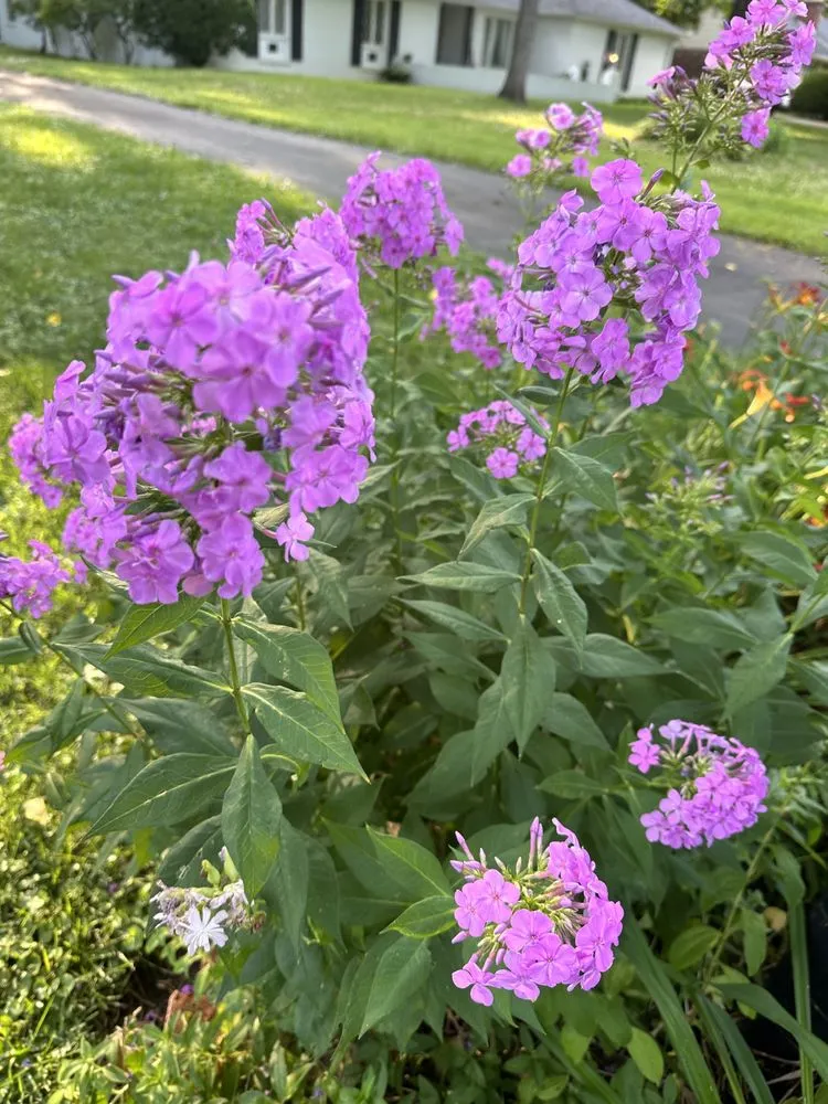 Local residential landscaping in Indianapolis, IN - Scenic Green