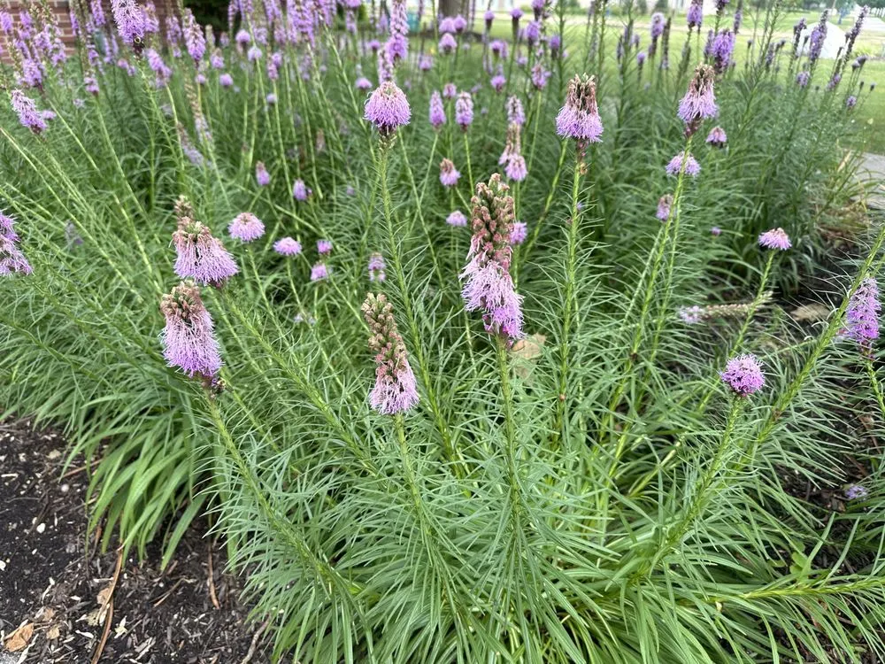 Custom landscaping services with custom design across Indianapolis, IN - Scenic Green