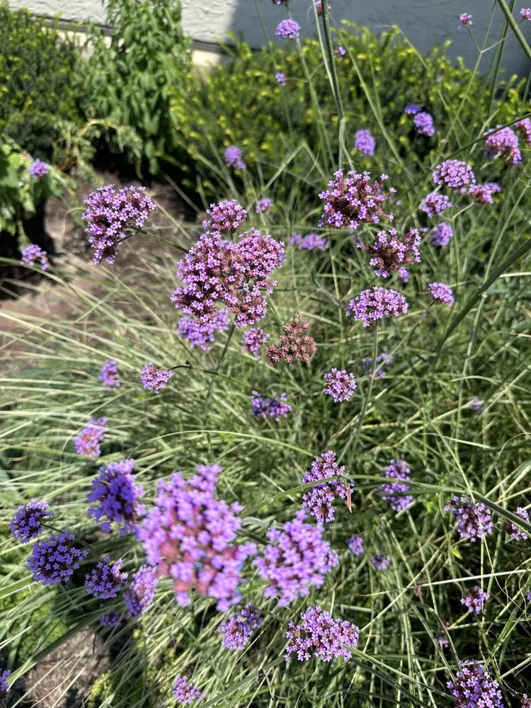 Affordable outdoor landscaping near you across Indianapolis, IN - Scenic Green