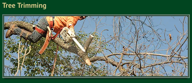 Local landscaping services experts serving Casa Grande, AZ - Scenic Landscapers