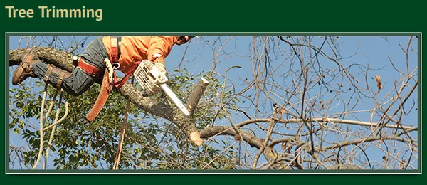 Scenic Landscapers Logo