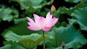 Affordable landscape design near you across Wichita, KS - Scenic Landscapes Water Garden Nursery