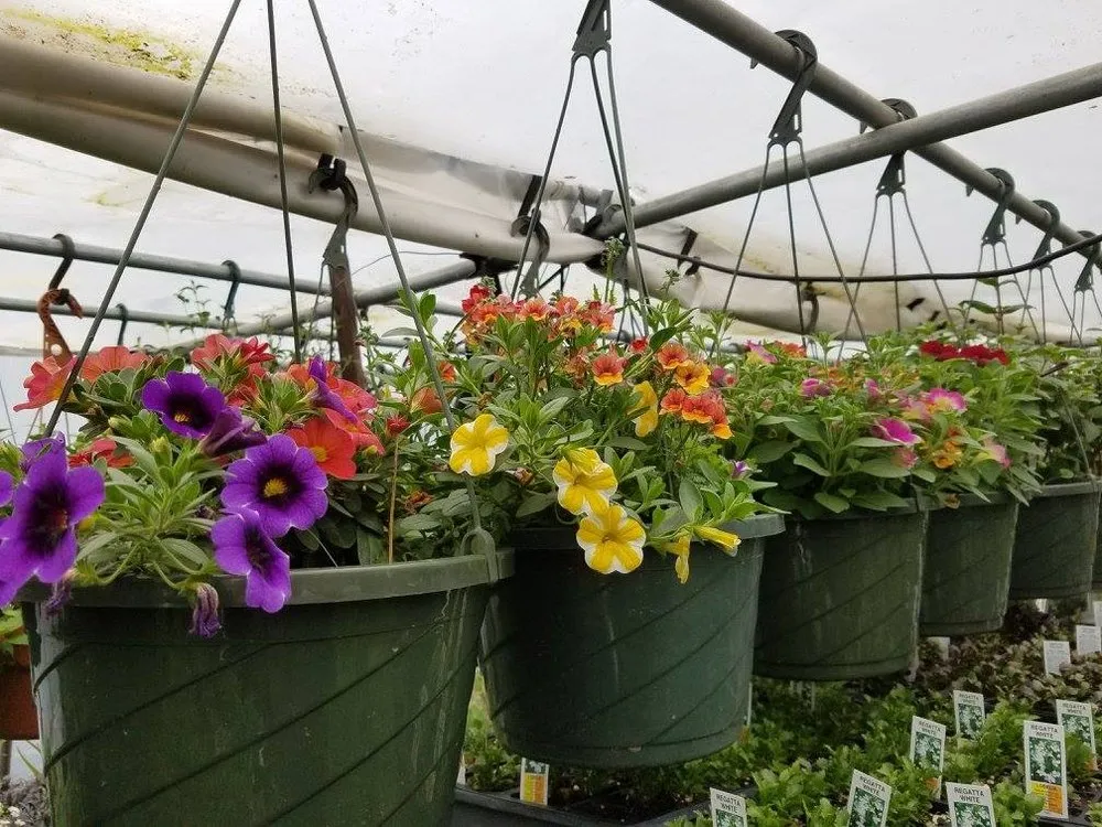 Professional lawn care service for outdoor upgrades in Raymond, NH by Scenic Nursery & Landscaping