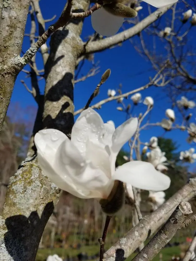Local landscape installation in Raymond, NH - Scenic Nursery & Landscaping