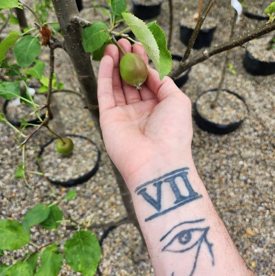 Trusted yard cleanup service experts serving Buffalo, NY - Scenic Solutions