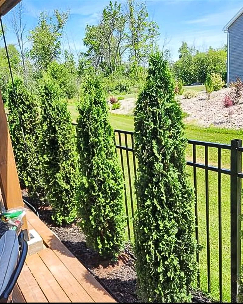 Custom yard cleanup service experts serving Buffalo, NY - Scenic Solutions