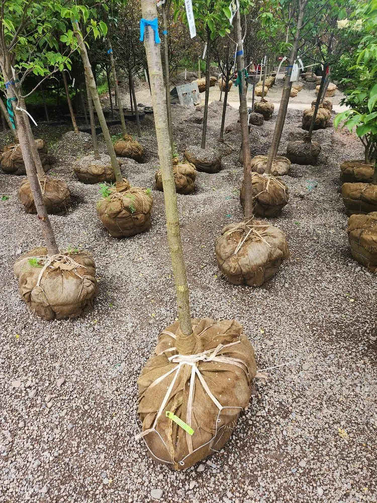 Expert landscape installation for homes in Buffalo, NY by Scenic Solutions