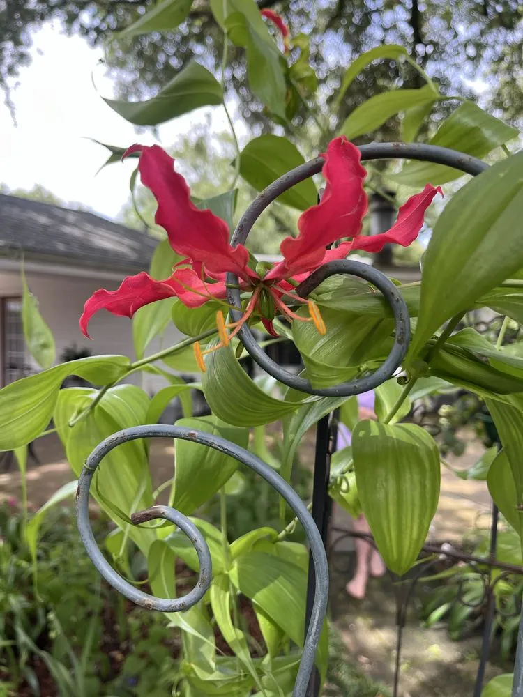 Custom landscaping services in Lafayette, LA - Scenic Solutions