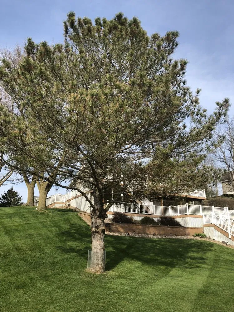 Affordable lawn care service for outdoor upgrades across Hopewell, IL - Scenic Solutions Landscaping