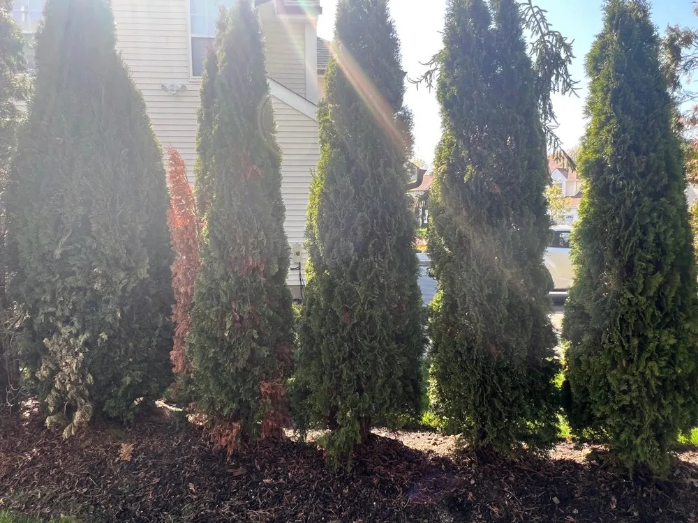 Affordable yard maintenance in Keyport, NJ by Scenic View Landscaping