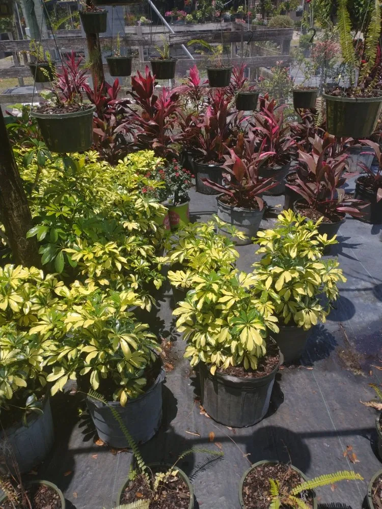 Affordable landscape design in Lake City, FL - Scenic Views