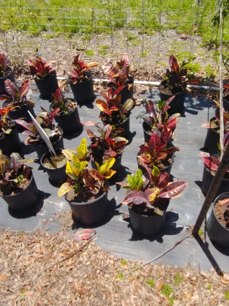 Custom outdoor landscaping in Lake City, FL by Scenic Views