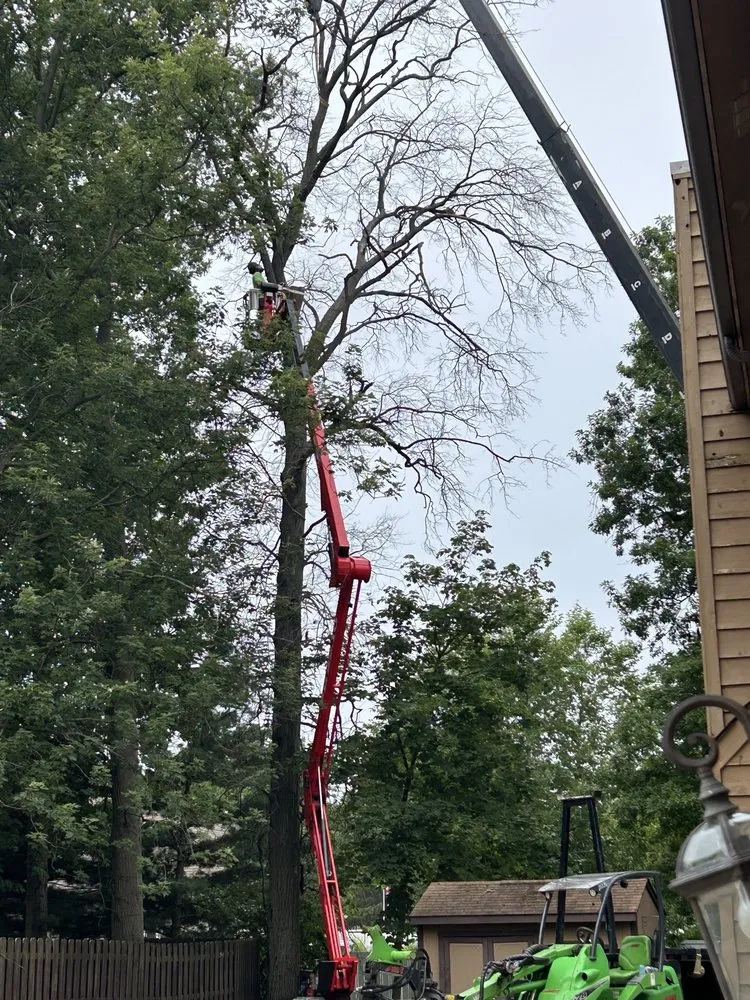 Local yard cleanup service experts serving North Royalton, OH - Schades Tree Service