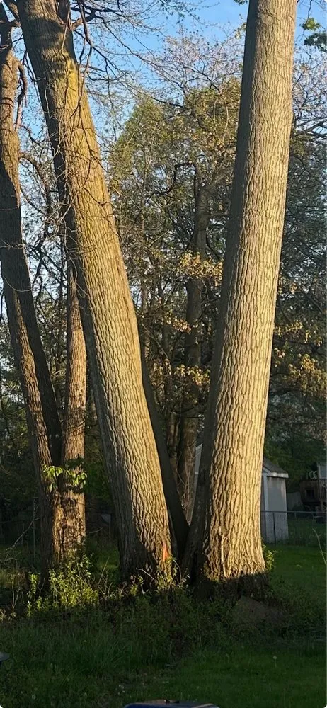 Top-rated lawn care service for residential properties across North Royalton, OH - Schades Tree Service