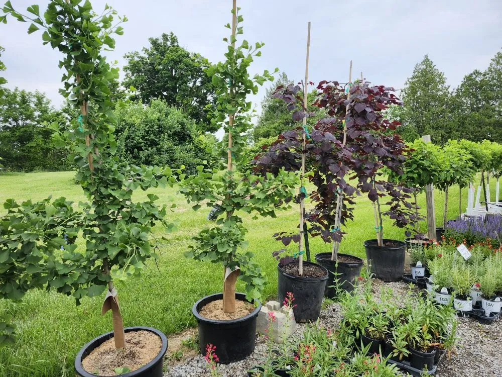 Expert residential landscaping for homes across Avilla, IN - Schaller Greenhouse And Landscape