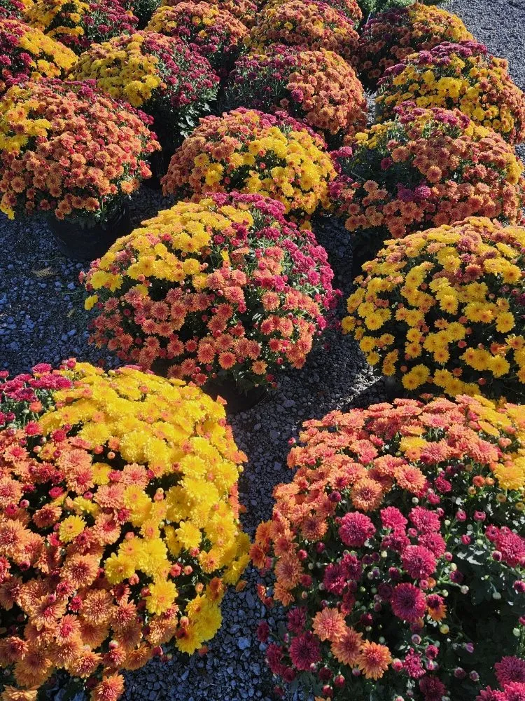 Expert lawn care service experts serving Avilla, IN - Schaller Greenhouse And Landscape