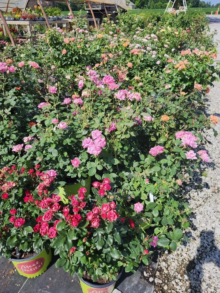 Expert landscape design experts serving Avilla, IN - Schaller Greenhouse And Landscape