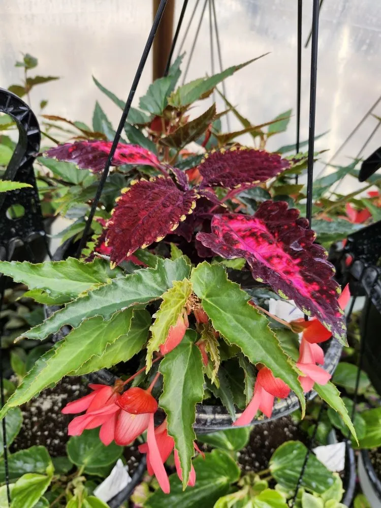 Reliable landscape installation for outdoor upgrades across Avilla, IN - Schaller Greenhouse And Landscape