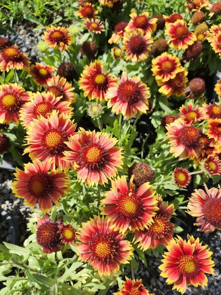 Expert garden landscaping near you in Avilla, IN by Schaller Greenhouse And Landscape