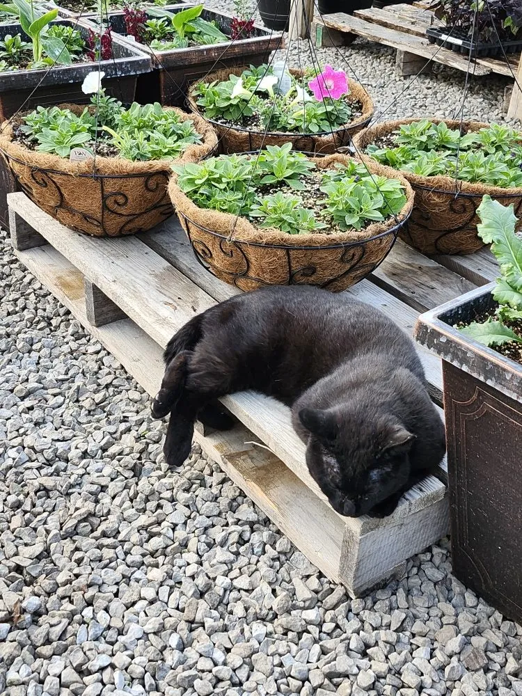 Expert landscape installation for year-round maintenance across Avilla, IN - Schaller Greenhouse And Landscape