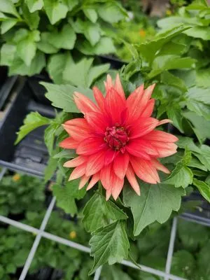 Schaller Greenhouse And Landscape