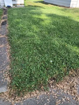 Schendel Grass Service