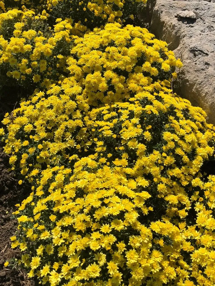 Trusted landscape installation experts serving Lawrence, KS - Schendel Lawn & Landscape