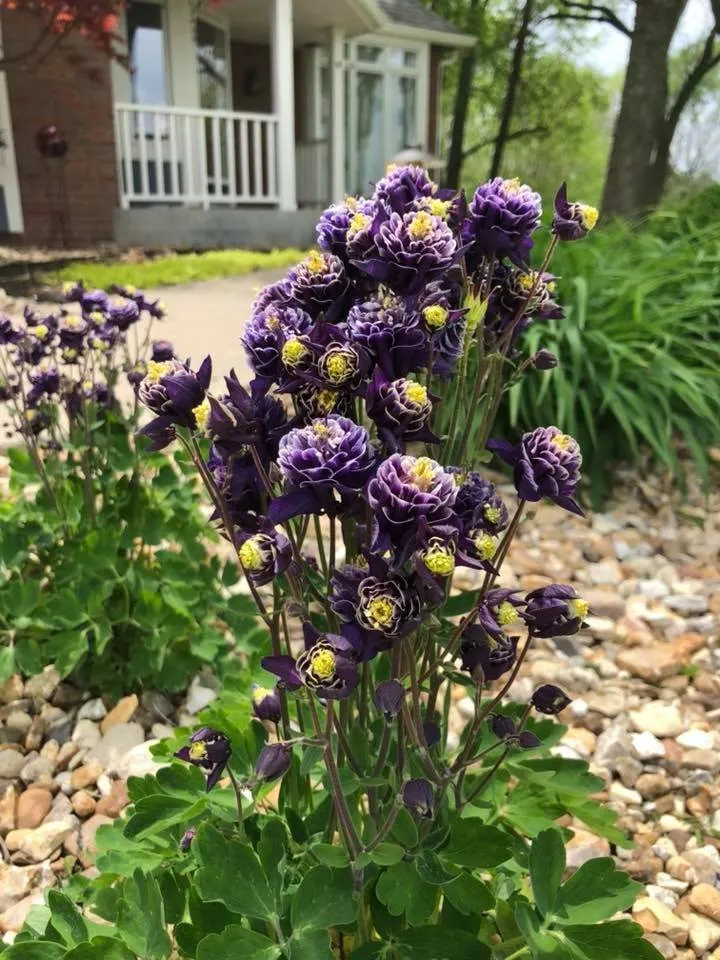 Top-rated lawn care service in Lawrence, KS - Schendel Lawn & Landscape