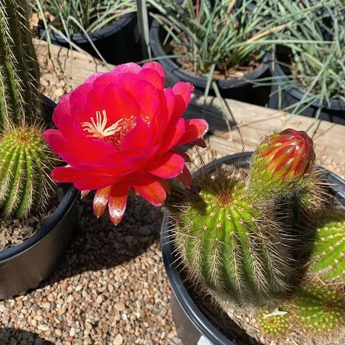 Custom lawn care service for homes in San Angelo, TX by Scherz Landscape