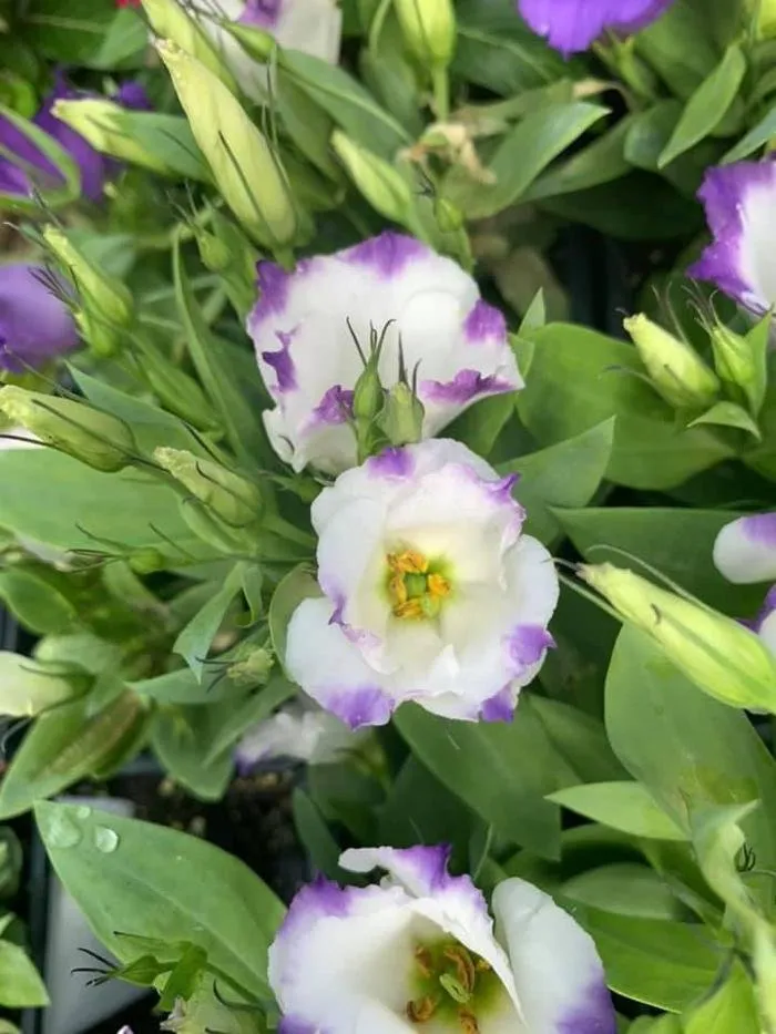 Professional landscaping services in San Angelo, TX by Scherz Landscape