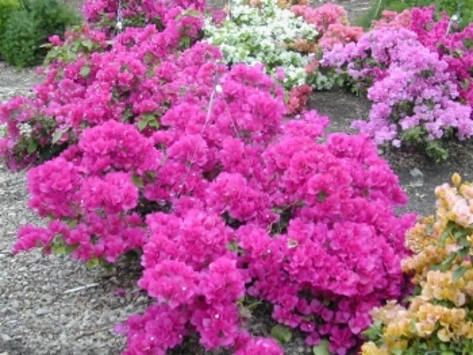 Expert garden landscaping for beautiful yards across San Angelo, TX - Scherz Landscape