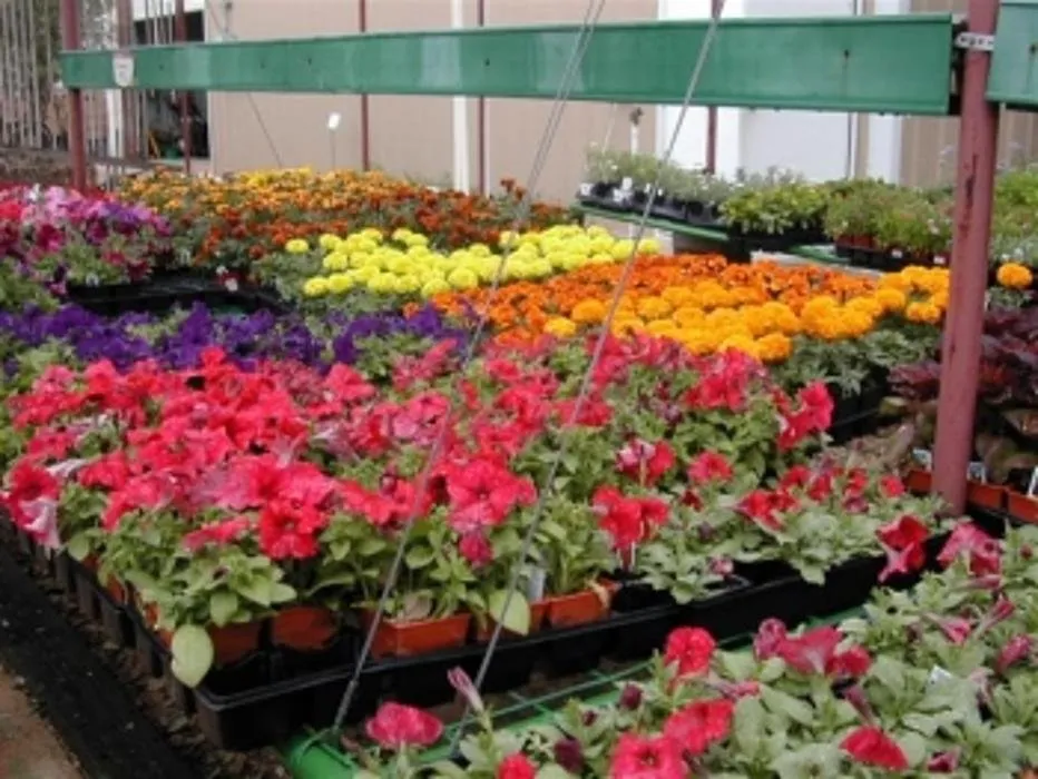 Affordable lawn mowing service experts serving San Angelo, TX - Scherz Landscape