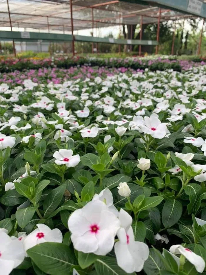 Top-rated garden landscaping with custom design across San Angelo, TX - Scherz Landscape