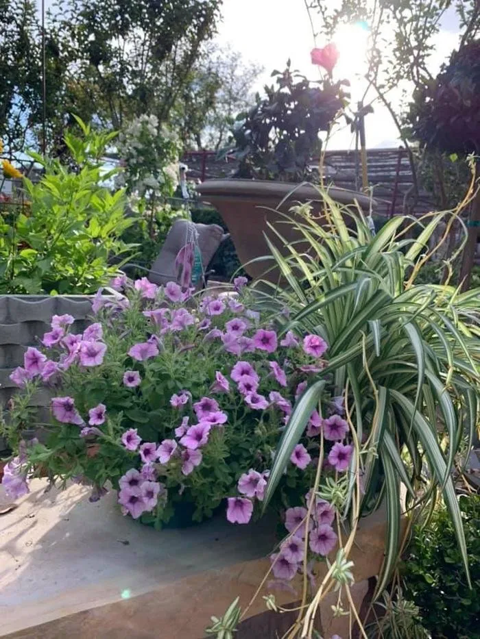 Affordable landscaping services in San Angelo, TX by Scherz Landscape