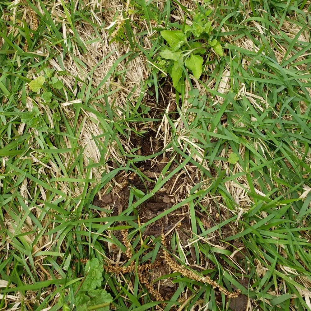 Trusted residential landscaping for outdoor upgrades in San Angelo, TX by Scherz Landscape