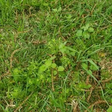 Top-rated yard maintenance in San Angelo, TX - Scherz Landscape